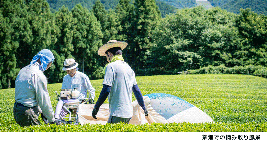 茶畑での摘み取り風景