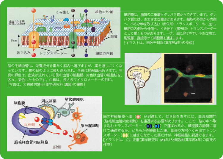 関門 通過 脳 血液