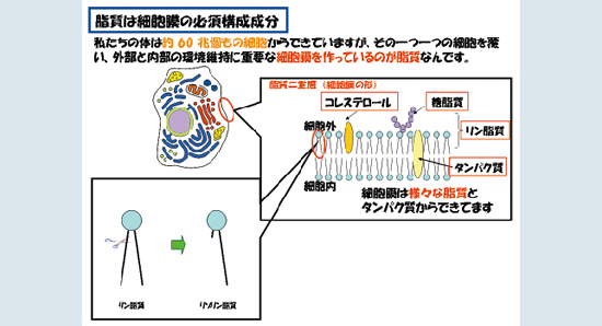 脂質は細胞膜の必須構成成分