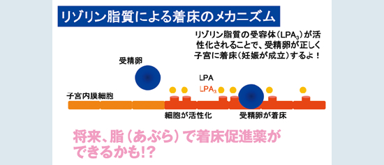 リゾリン脂質による着床のメカニズム