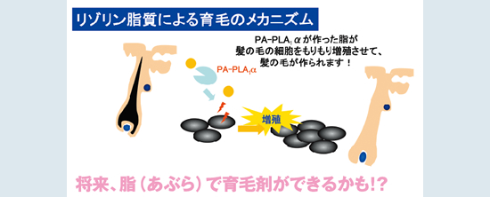 リゾリン脂質による育毛のメカニズム