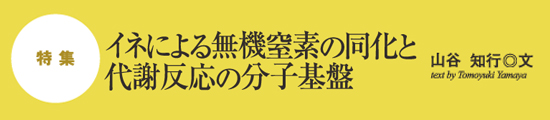 特集　生体膜の脂質（油）のお話　青木淳賢◎文　text by Junken Aoki