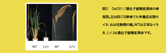 図２　OsGS1;1遺伝子破壊変異体の表現型。左は同じ日数育てた栄養成長期のイネ、右は完熟期の穂。WTは正常なイネを、（-/-）は遺伝子破壊変異体です。